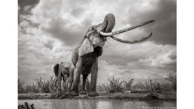 Elephant queen